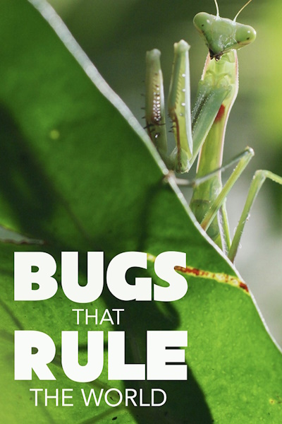 Bugs That: Rule the World - Season 1